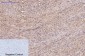 FH Monoclonal Antibody(7F1)